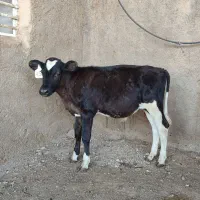15 راس گوساله نر هلشتاین ۴ماهه وزن۱۲۰ کیلو میانگین|حیوانات مزرعه|مرودشت, کناره|دیوار