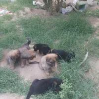 توله ژرمن