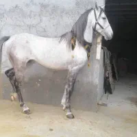 اسب ترکی|اسب و تجهیزات اسب‌سواری|لامرد, |دیوار