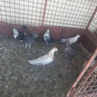کبوتر|پرنده|فرخ‌شهر, |دیوار
