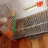 قناری نر آوازخوان|پرنده|گرگان, |دیوار