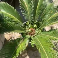 حدود ۵۰ عدد سیکاس گلدانی ریشه پرس
