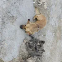 سگ نگهبان وخونگی