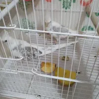 طوطی عروس با جوجه