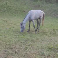 اسب نریون ومادیون سالم