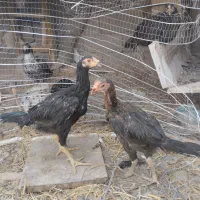 مرغ و خوروس و جوجه
