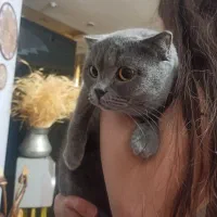 گربه اسکاتیش ماده|گربه|کرج, گلشهر|دیوار