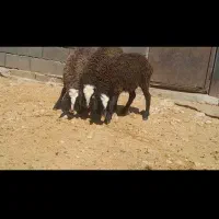 گوسفند کاور ماده ۱۸راس داشتی