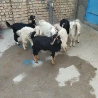 برو بزغاله|حیوانات مزرعه|پیشوا, |دیوار