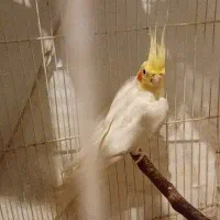 عروسهلندی نر