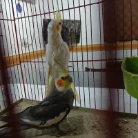 جفت عروس هلندی