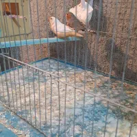 فروش فنچهای کینگ خوشرنگ،درشت،