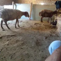 چهاریک ساله پاکستانی آبستن.دوستان فیلم.دوم ببینید