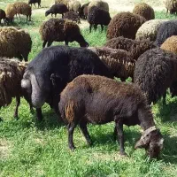 قوچ|حیوانات مزرعه|الیگودرز, |دیوار