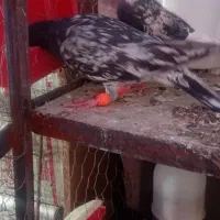 سار|پرنده|رفسنجان, |دیوار