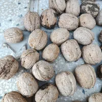 فروش گردو درجه1