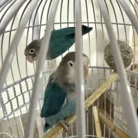 فروش طوطی کوتوله آبی رنگ خاص