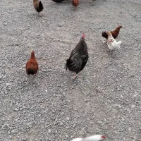 مرغ