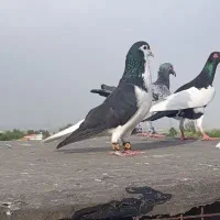 کفتر راست سیاه پرشی چادری