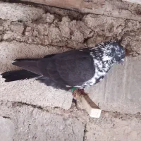 قاره فروشی