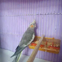 تعدادی عروس هلندی به ضمانت