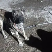 سگ نرافغان وماده سرابی|سگ|هیر, |دیوار