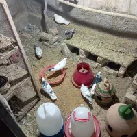کفتر
