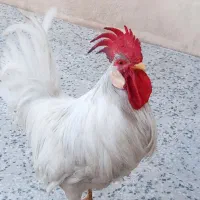 خروس محلی