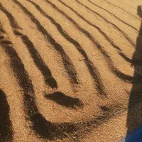 فروش شلتوک و برنج کامفیروزی