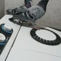 سه جفت پلاکی