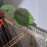 جوجه شاه طوطی نراسکندر چشم مشکی ۳ماهه|پرنده|ملارد, |دیوار