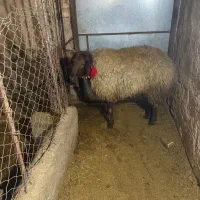 قوچ افشاری|حیوانات مزرعه|خوانسار, |دیوار