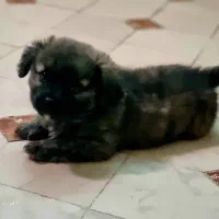 سگ اشپیتز بازیگوش