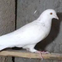 کبوتر|پرنده|قشم, |دیوار