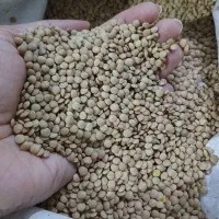 عدس ریزسبز پزا