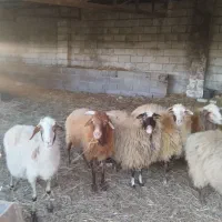 گوسفندنر وماده زیل