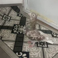 هفت‌رنگ دم سفید و جوجه دم سفید