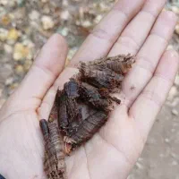 چوب گردو|خدمات باغبانی و درختکاری|سنندج, |دیوار