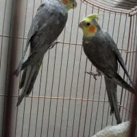 ۲ عددعروس هلندی طوطی قناری مرغ عشق مرغ مینا|پرنده|تفت, |دیوار