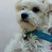 شیتزو|سگ|اسفراین, |دیوار