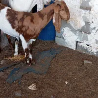 یک عدد بزماده مضرع یک جفت نر ماده