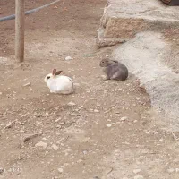 خرگوش|موش و خرگوش|اسفراین, |دیوار