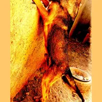 سگ اصل عراقی|سگ|آذرشهر, |دیوار