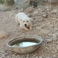 واگذاری سگ پاکوتاه