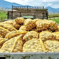 سرکارگر بارگیری سیب زمینی پیازو...|خدمات حمل و نقل|کرمانشاه, |دیوار