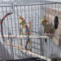 مولد عروس هلندی|پرنده|پاکدشت, پاکدشت (مامازند)|دیوار