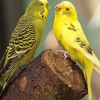 مرغ عشق