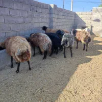 میش جوان|حیوانات مزرعه|شاهرود, |دیوار