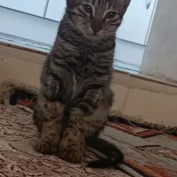 واگذاری بچه گربه دی اس اچ|گربه|نقده, |دیوار