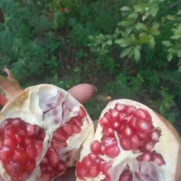 انار دون قرمز بهشهر